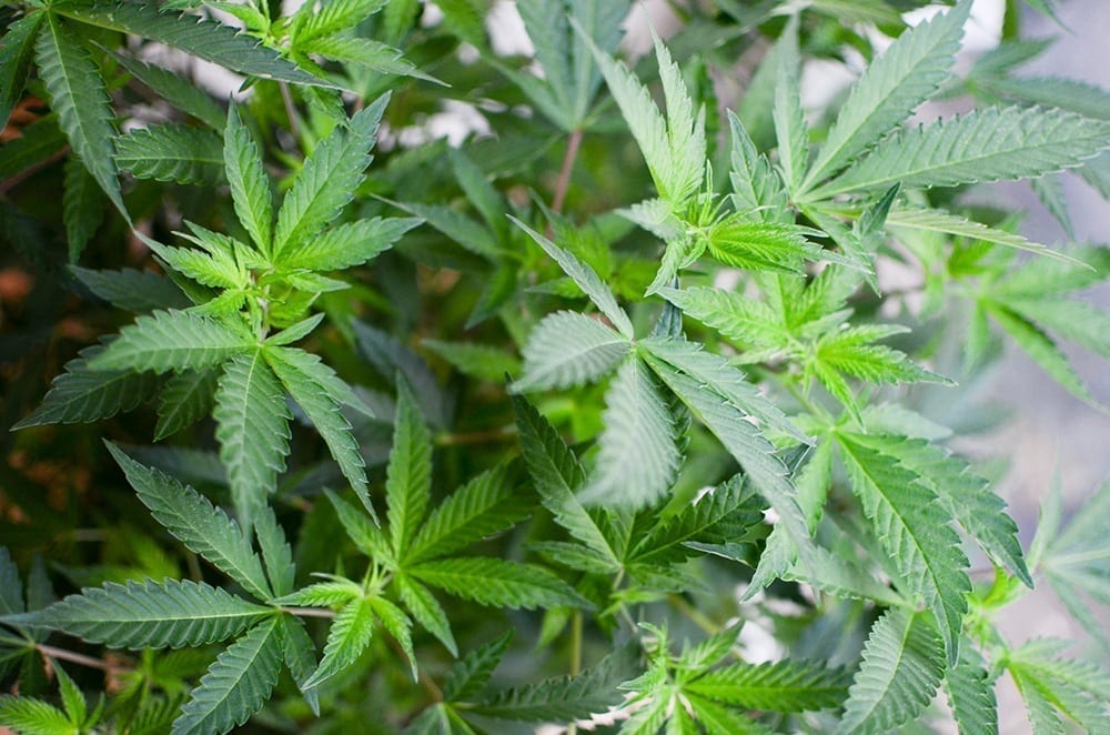 State Legislatures Address Hemp Policies During 2018 Sessions