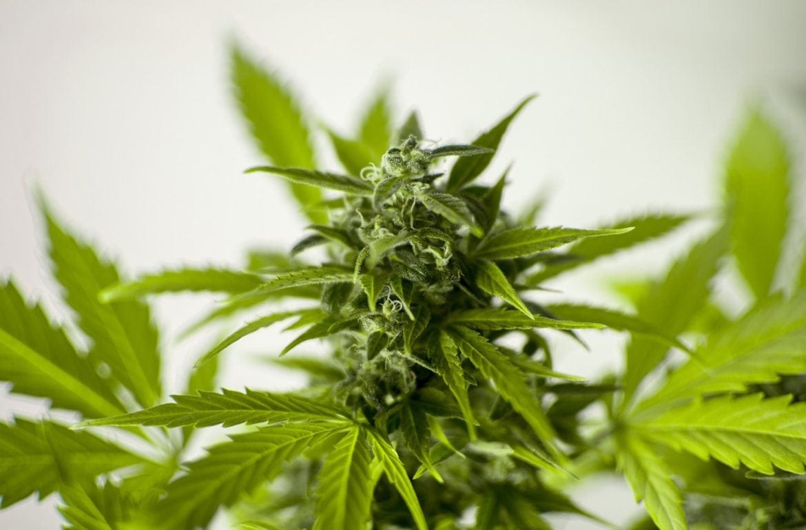 Marijuana Use Will No Longer Be Prosecuted In Manhattan