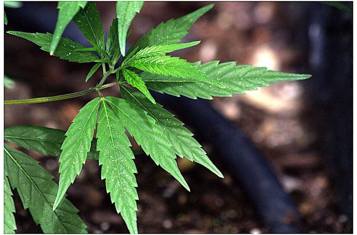Congressman Pushes Federal Employment Protections For Marijuana Consumers