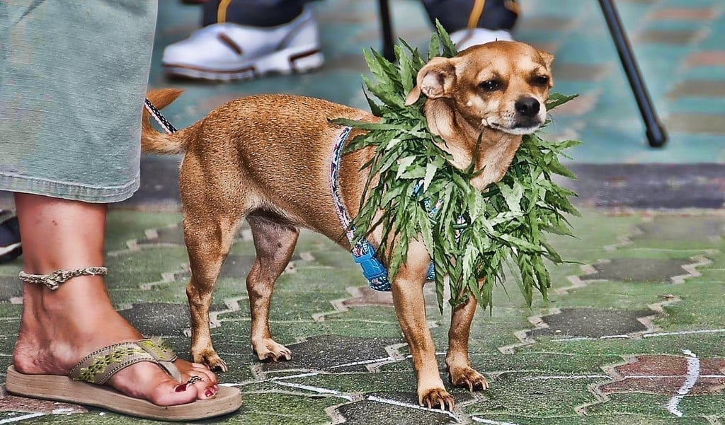 Dogs With Arthritis Benefit From Cannabis Oil, Study Says