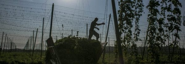 A worker steps on hops during harvesting on August 31, 2015 in Rocov, near Zatec, Czech Republic. Czech Republic is one of the world’s largest hops producers, with 4600 hectares of land used for farming the plant. (Photo by Matej Divizna via Getty Images)