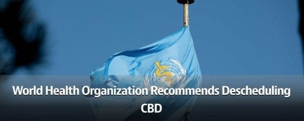 World Health Organization Recommends Descheduling CBD
