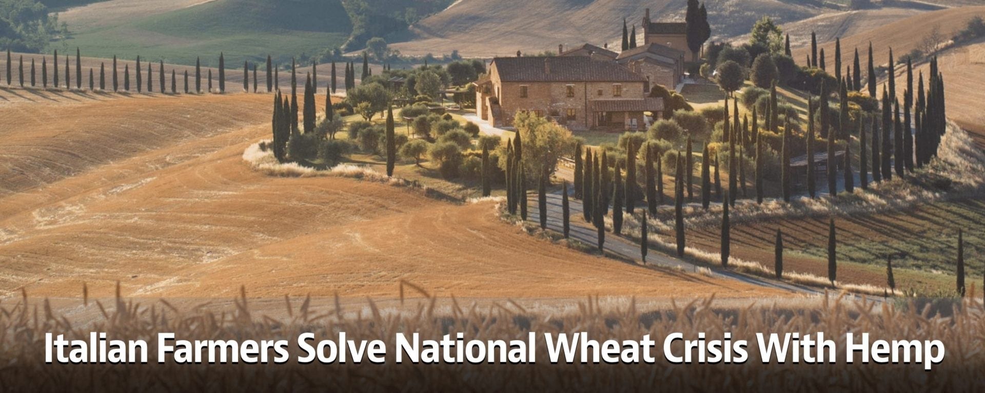 Italian Farmers Solve National Wheat Crisis With Hemp
