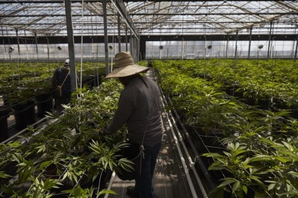 A greenhouse growing cannabis plants at Glass House Farms in Carpinteria, Calif.. in Santa Barbara County, a center for licensed cannabis growers in the state. PHOTO: JAE C. HONG/ASSOCIATED PRESS