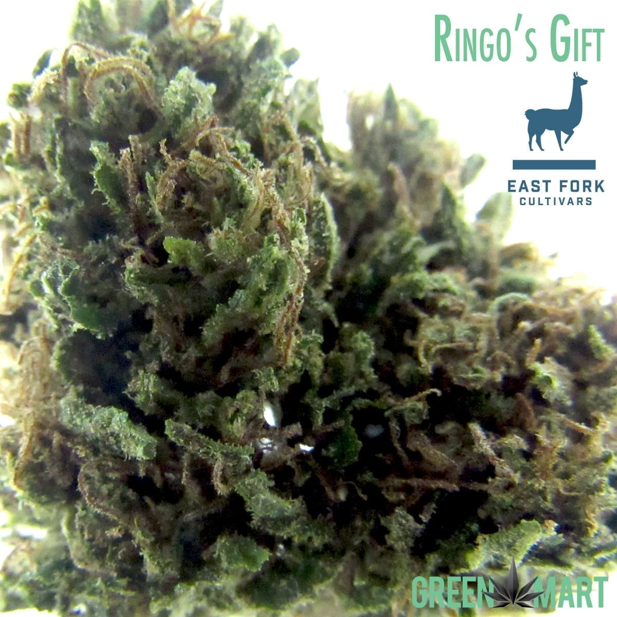 East Fork Cultivars Ringo's Gift