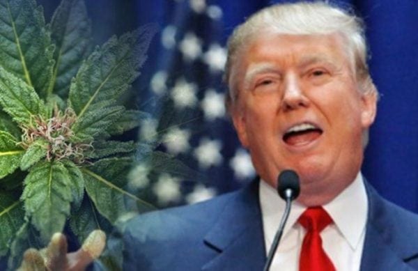 Trump says he is likely to support ending federal ban on marijuana