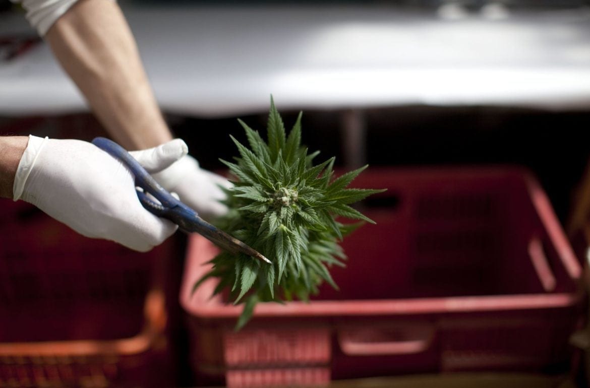 Coca-Cola Is Looking to Get in the Weed Business
