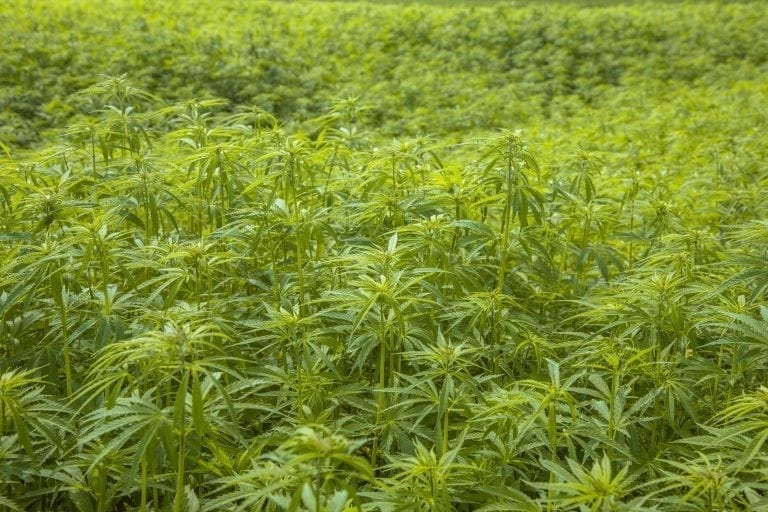 Why a saturated marijuana market is leading some Oregon growers to pivot to hemp