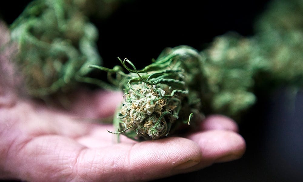 Widows Support Cannabis for PTSD, as Congress Introduces Bill to Legalize Pot for Veterans