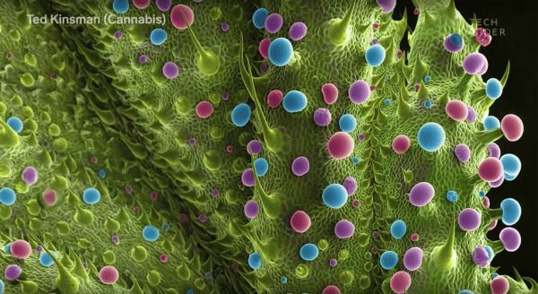 CULTUREMarijuana Looks Like An Alien World Under An Electron Microscope