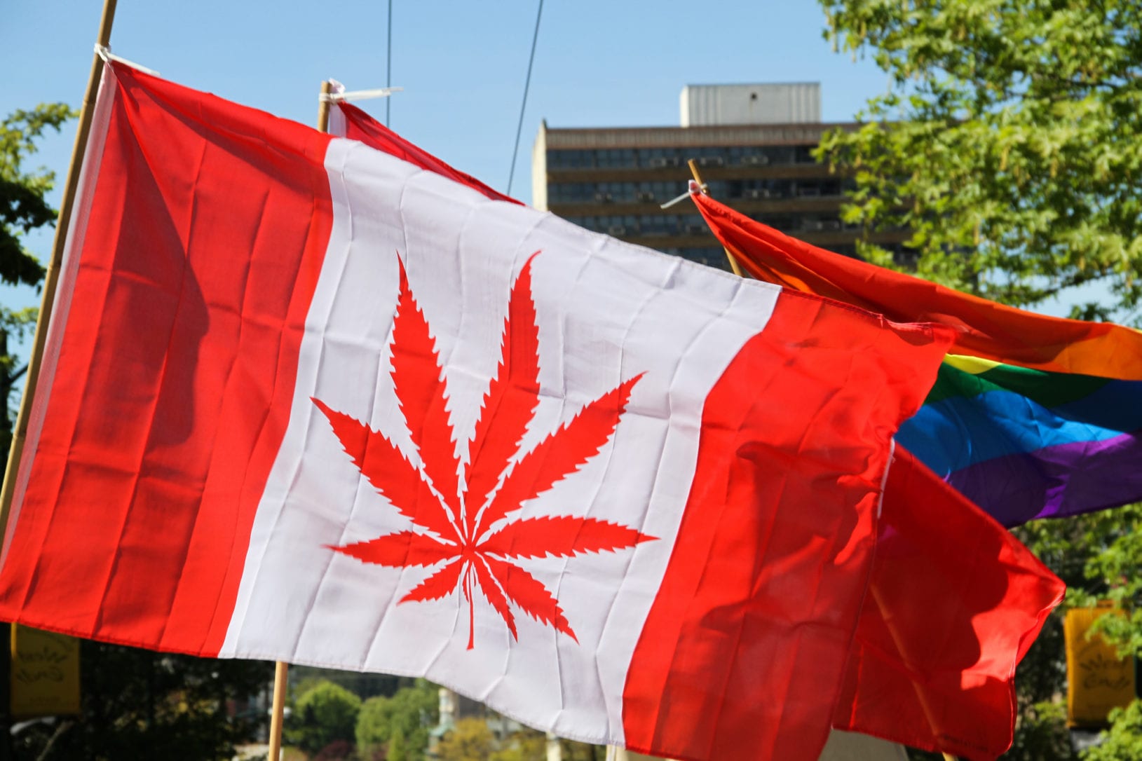 Canadian Pot Leaf Flag