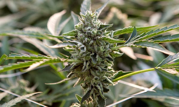 https://cannabisnow.com/legalization-foe-claims-medical-marijuana-leads-to-fentanyl/