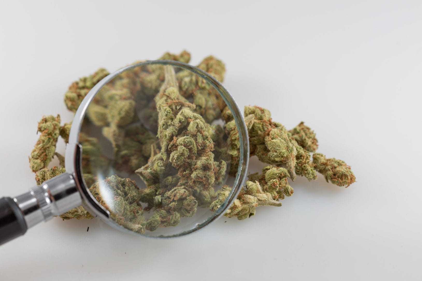 Cannabis under magnifying glass