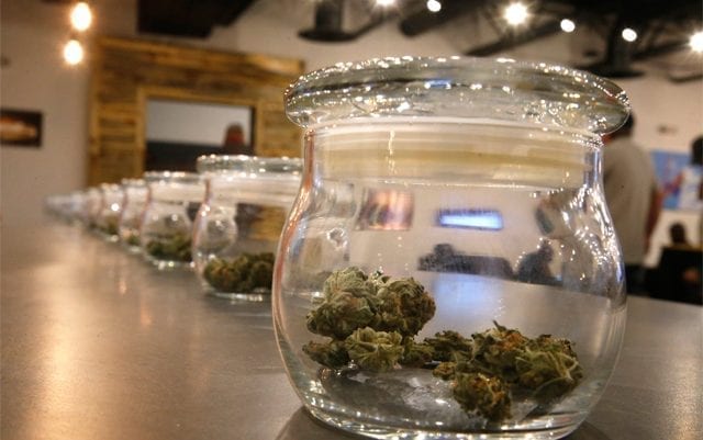 Cannabis in jars on counter