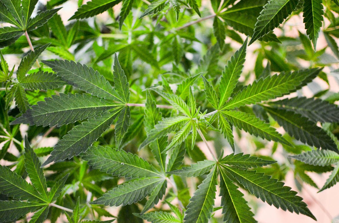 Green Cannabis Leaves