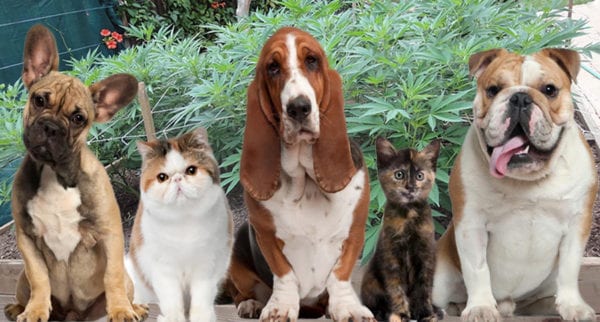 3 dogs and 2 cats on cannanbis farm