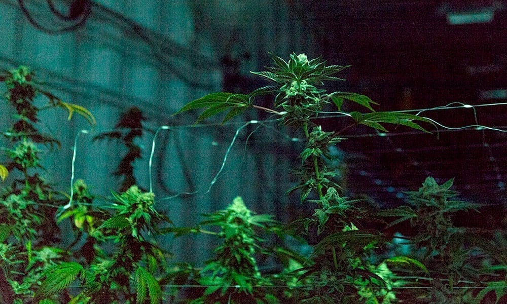 Cannabis-Growing-Indoors-Shadows