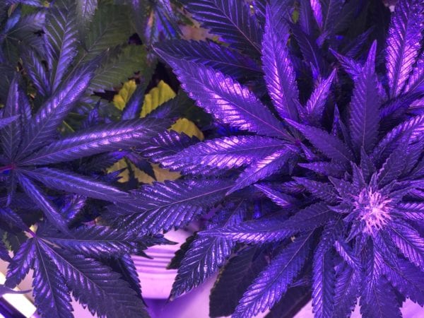 Purple Cannabis Leaves