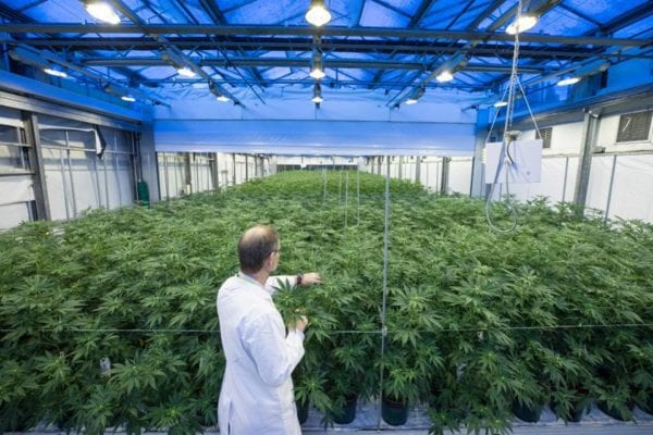 An employee inspects cannabis plants in a greenhouse in the GW Pharmaceuticals Plc facility in Sittingboune, U.K. on Monday, Oct. 29, 2018. The U.K. is the biggest producer of cannabis for medical and scientific purposes, according to the United Nations. Photographer: Jason Alden/Bloomberg© 2018 BLOOMBERG FINANCE LP