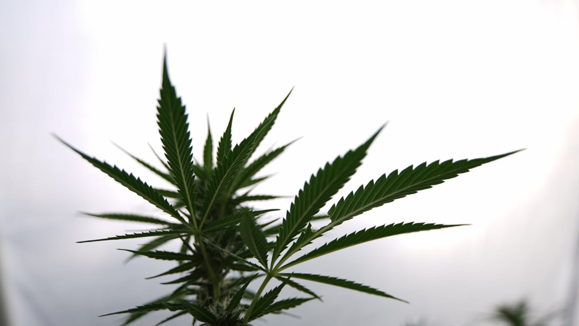 Marijuana Plants on White Background