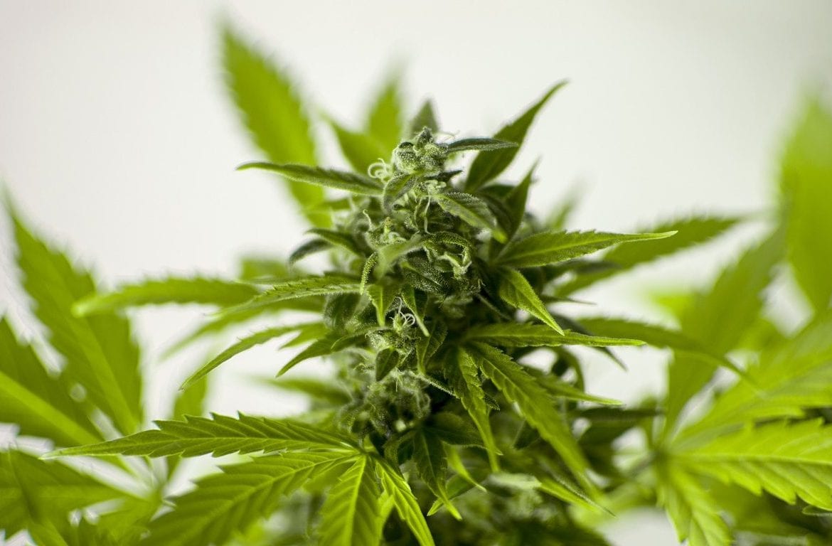 Bright Green Cola