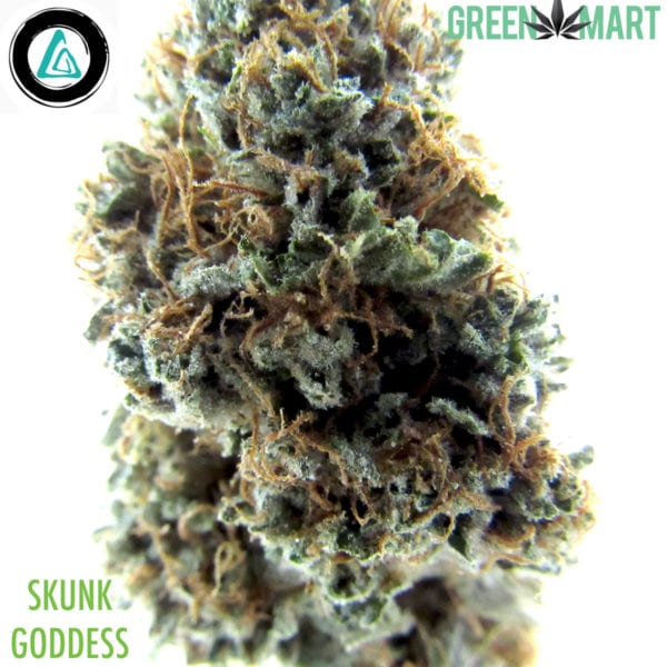 Skunk Goddess by Alibi Cannabis
