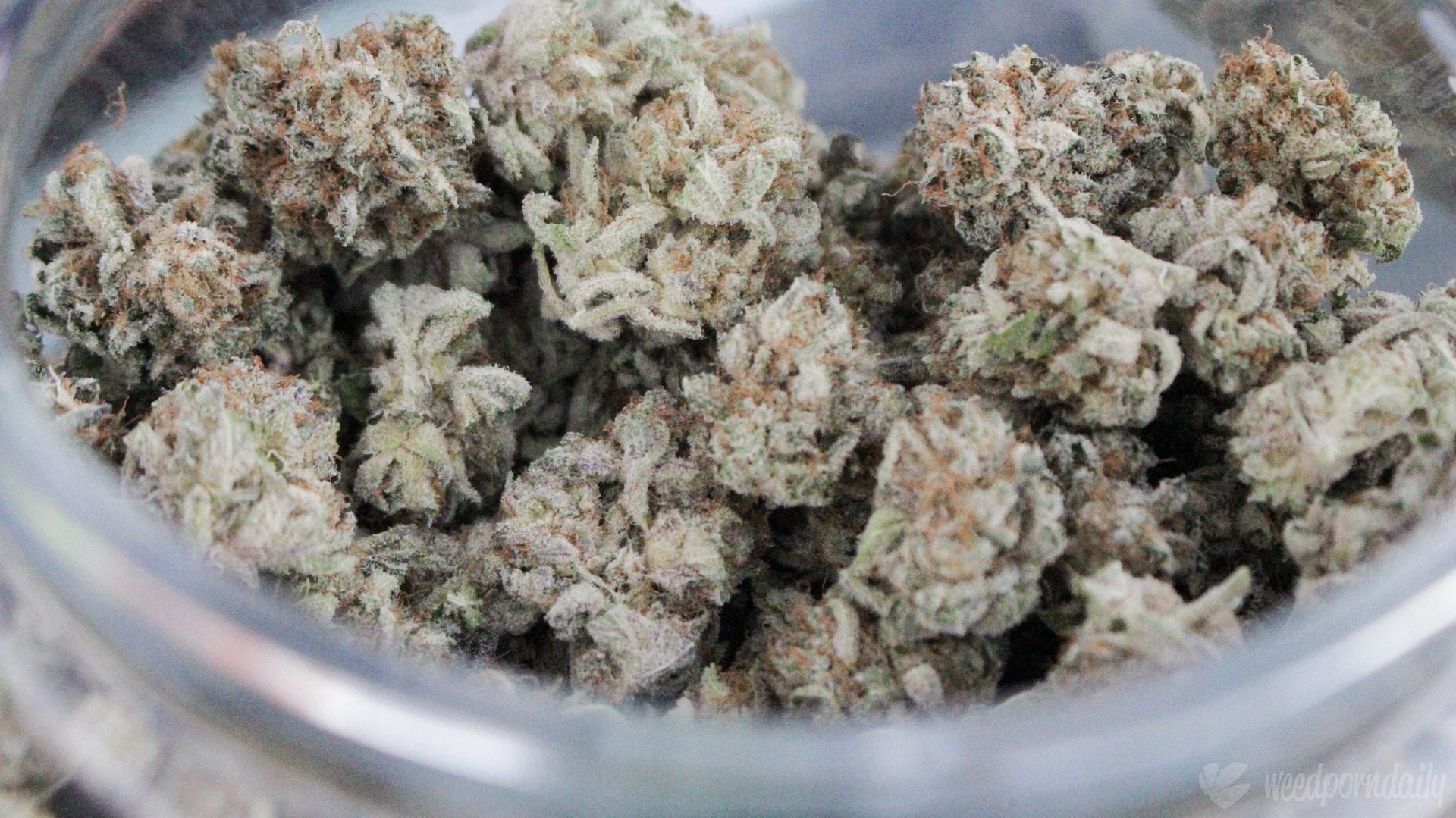 This Is The Best Way To Store Marijuana For The Apocalypse, According To Science