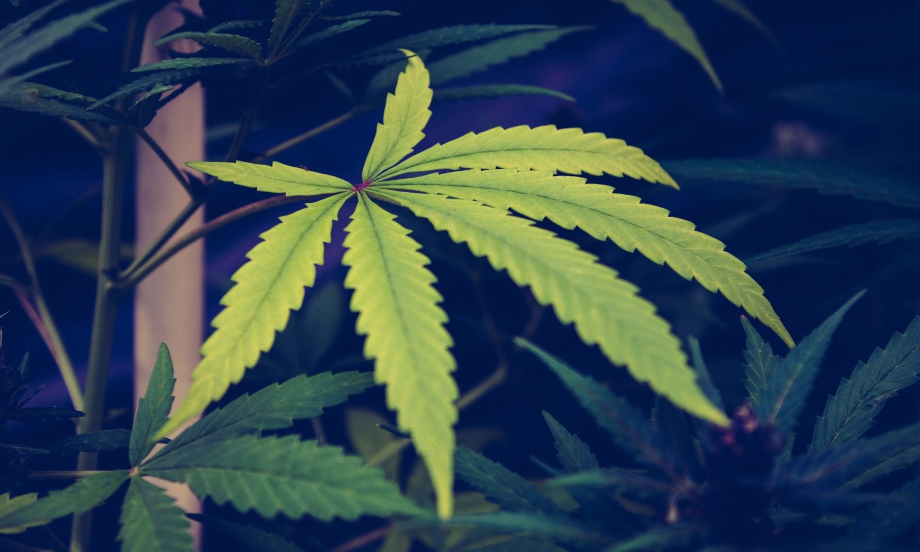 New Mexico House Passes Marijuana Legalization Bill