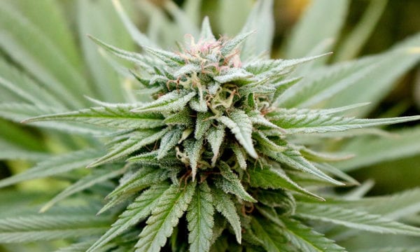 Cannabis-Cola-on-the-Plant