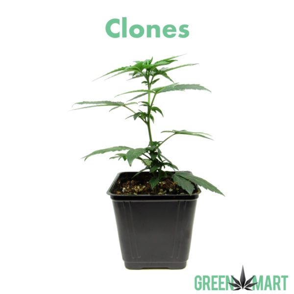 Clones