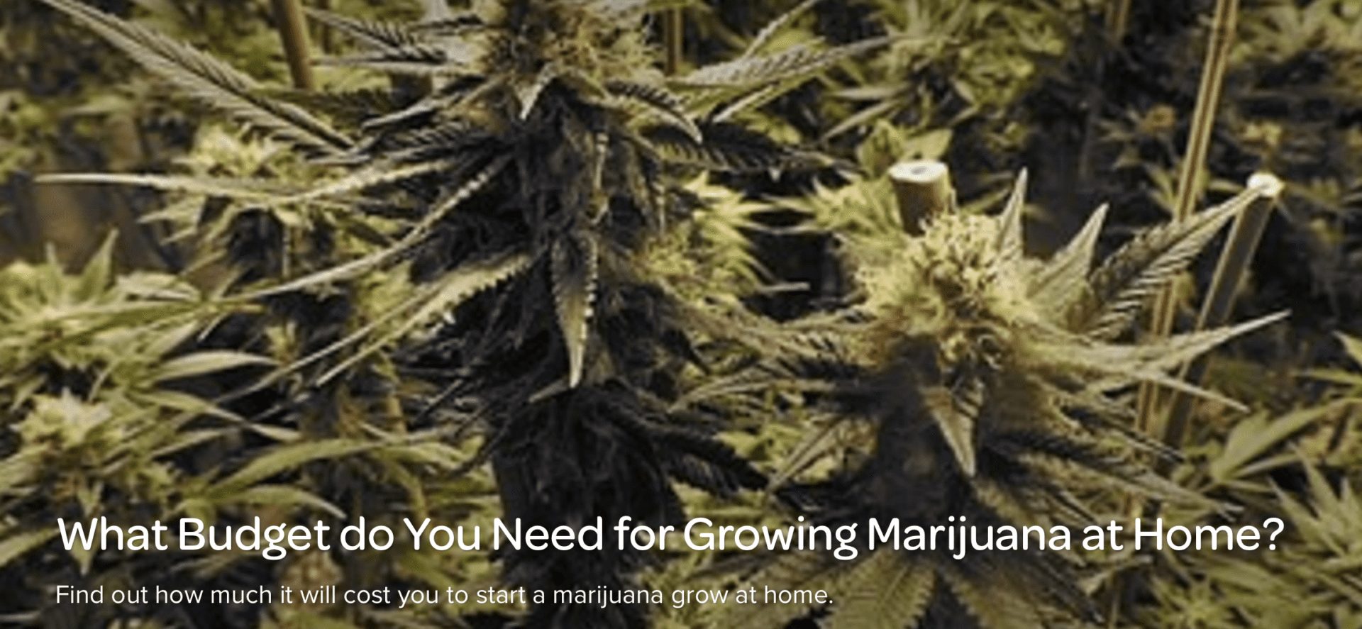 What Budget do You Need for Growing Marijuana at Home?