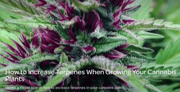 How to Increase Terpenes When Growing Your Cannabis Plants