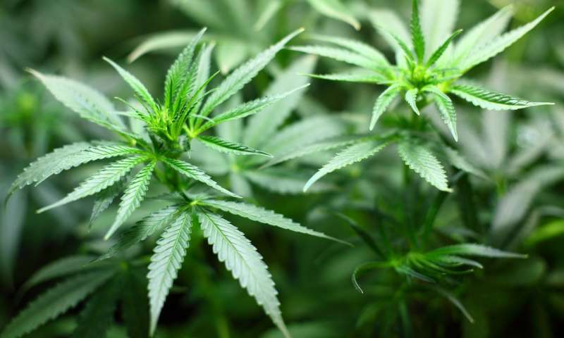Researchers tease out genetic differences between cannabis strains