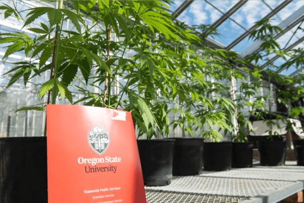 Hemp plants being grown and researched in campus greenhouses by Jay Noller. (OSU)
