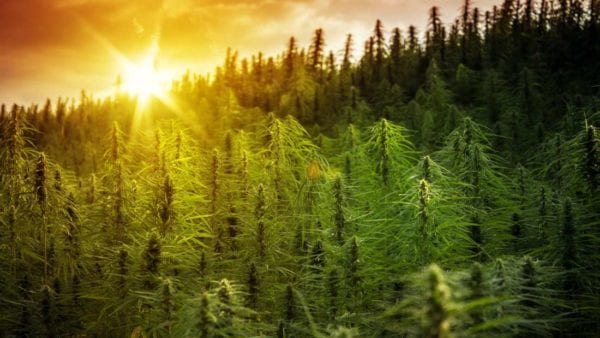 Scientists Believe They Have Located Where Cannabis First OriginatedPhoto Credit: Handatko/Shutterstock
