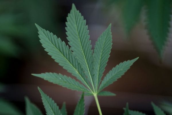Scientists from Harvard University's Dana-Farber Cancer Institute have found evidence that a chemical derived from cannabis may be capable of extending the life expectancy for those with pancreatic cancer. (Photo: Pablo PORCIUNCULA BRUNE / AFP)