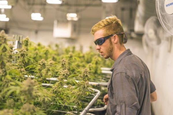 A crop of cannabis plants grow under artificial lights at a facility in Oregon. A young man in red hair and sunglasses is reaching forward to check on them. GETTY