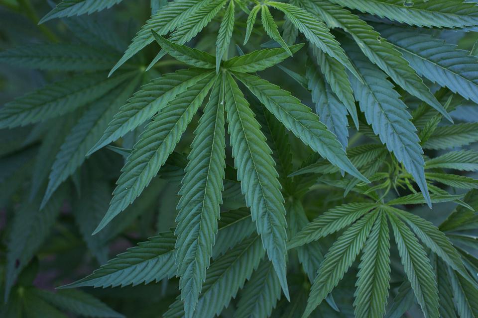 Despite Republicans’ opposition to cannabis, 11 states and the District of Columbia have legalized marijuana for recreational usage, while medical marijuana is legal in 33 states plus D.C. PHOTO BY ANDREW LICHTENSTEIN/CORBIS VIA GETTY IMAGES
