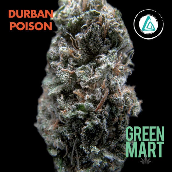 Durban Poison by Alibi Cannabis